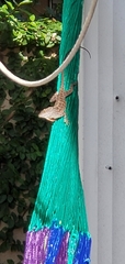Anolis sagrei