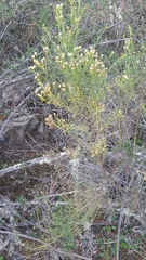 Baccharis boliviensis