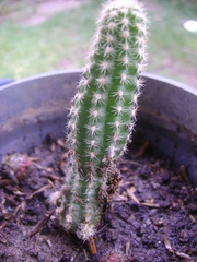 Lobivia silvestrii