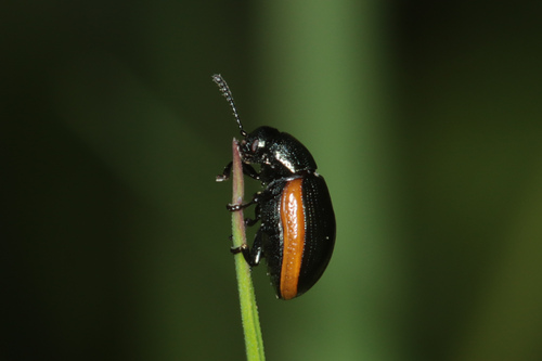 Hydrothassa glabra