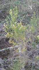 Baccharis boliviensis
