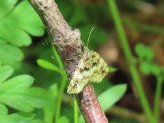 Enchoria lacteata