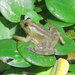 Lesser Swimming Frog - Photo no rights reserved, uploaded by Diego Carús