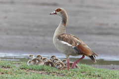 Egyptian Goose photo 4
