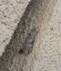 Melipotis jucunda