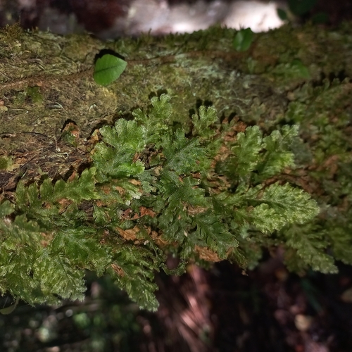 Jeweled bristle fern (Trichomanes polypodioides)