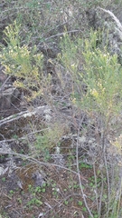 Baccharis boliviensis
