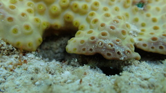 Turbinaria stellulata