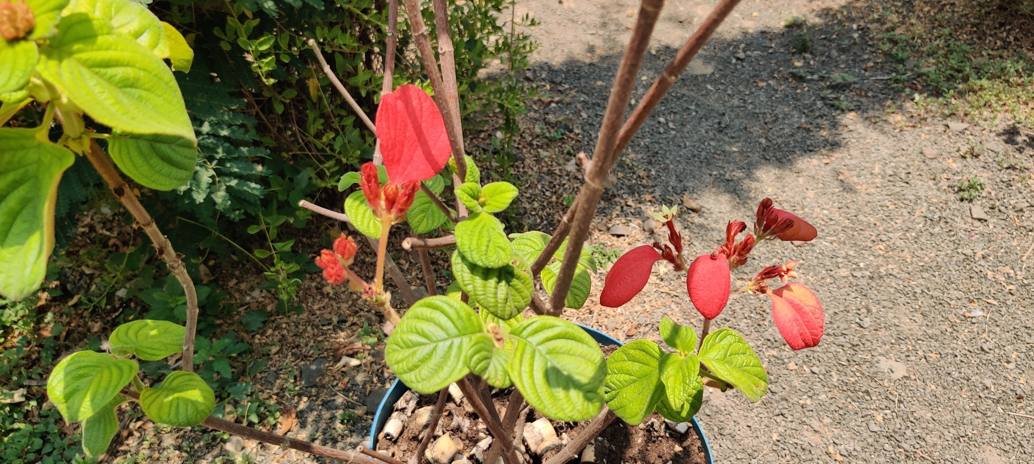 Imagem de Mussaenda-vermelha