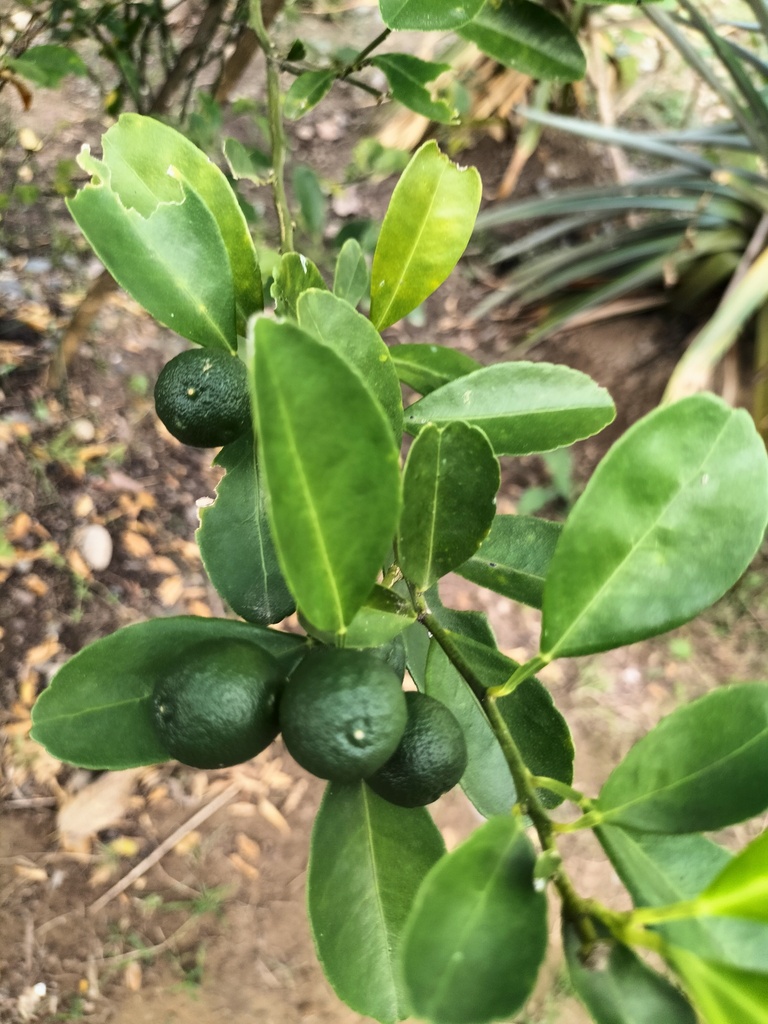 Foto de Calamondin