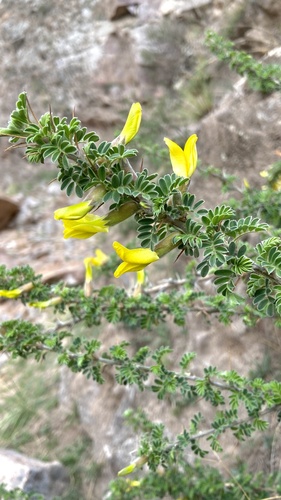 Caragana roborovskyi