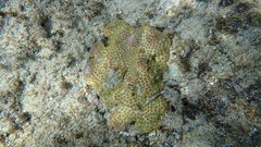 Turbinaria stellulata