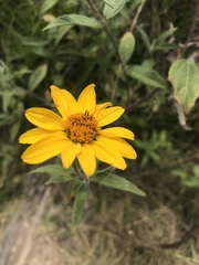 Viguiera pazensis