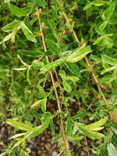 How to identify Salix integra Thunb.