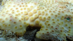 Turbinaria stellulata