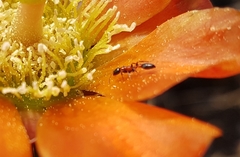 Pseudomyrmex championi
