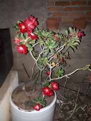 Adenium obesum