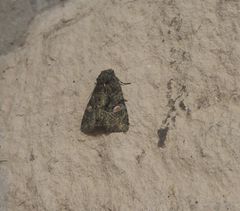 Phosphila miselioides