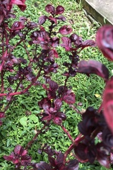 Iresine diffusa herbstii