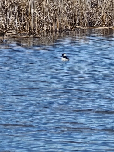 Bufflehead photographed in North Dakota