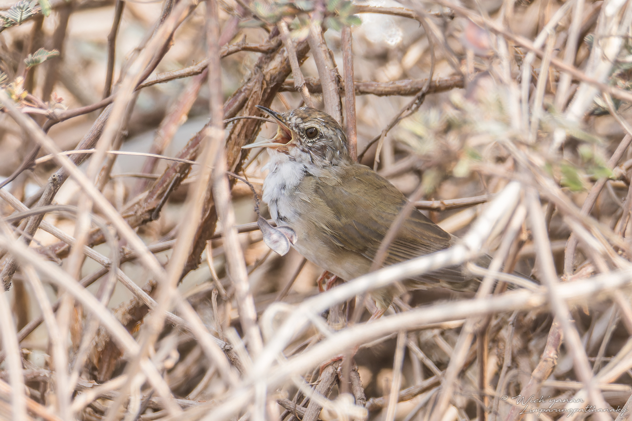 Baikal Bush Warbler
