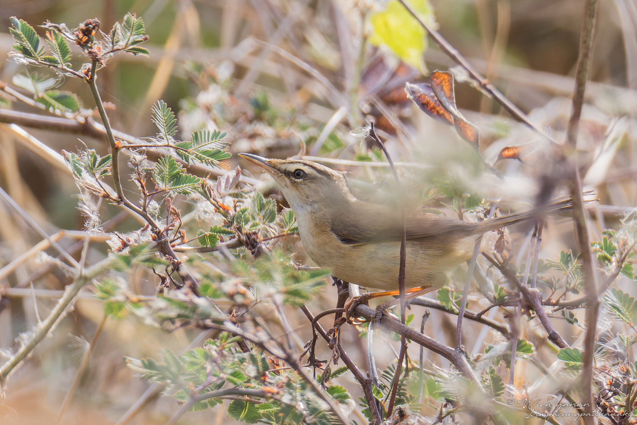 Manchurian Reed Warbler