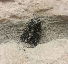 Acronicta afflicta