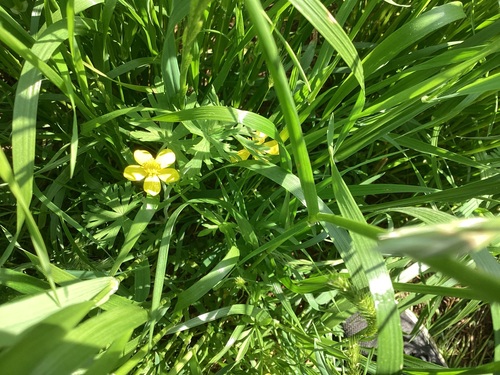 Ranunculus sardous iNat (1)