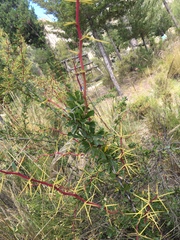 Berberis boliviana