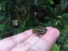 Moss Froglet photo 5
