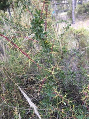 Berberis boliviana