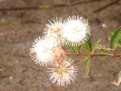 Cephalanthus salicifolius