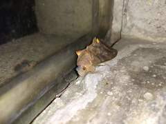 Eudocima serpentifera