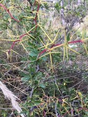 Berberis boliviana
