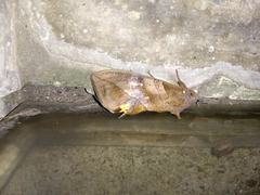 Eudocima serpentifera