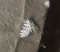 Conchylodes concinnalis
