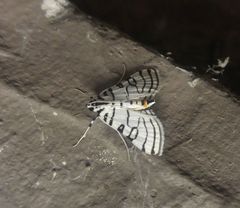 Conchylodes concinnalis