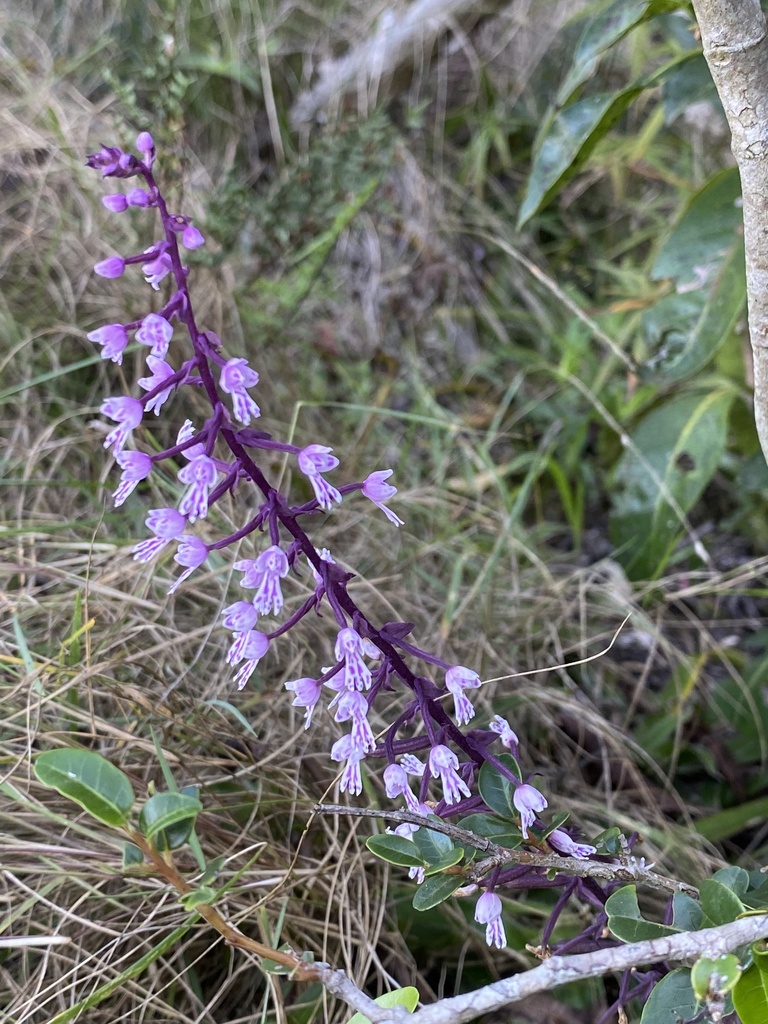 Stenoglottis longifolia