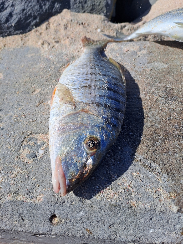 Mırmır (Lithognathus mormyrus)