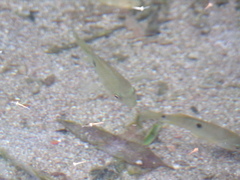 Cephalanthus salicifolius