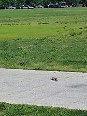 Passer domesticus