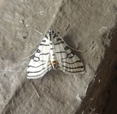 Conchylodes concinnalis