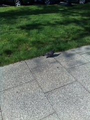 Columba livia