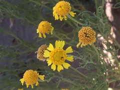 Hymenoxys odorata
