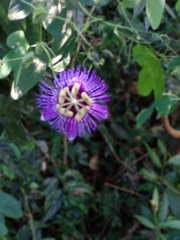 Passiflora amethystina