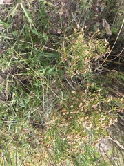 Baccharis boliviensis