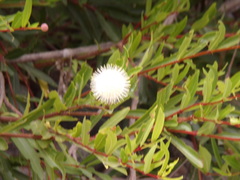 Cephalanthus salicifolius