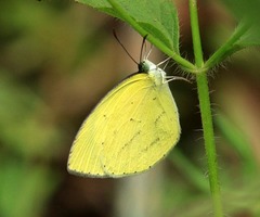 Eurema laeta