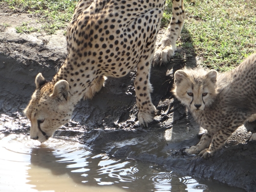 Cheetah