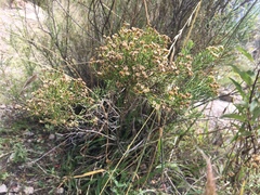 Baccharis boliviensis
